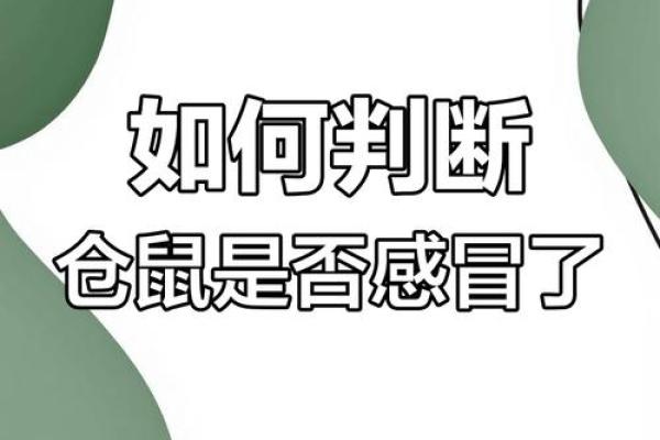 仓鼠感冒了怎么办？教你正确护理和治疗方法